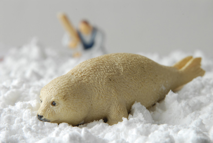 Photo bébé phoque série Little World Sandrine Léon