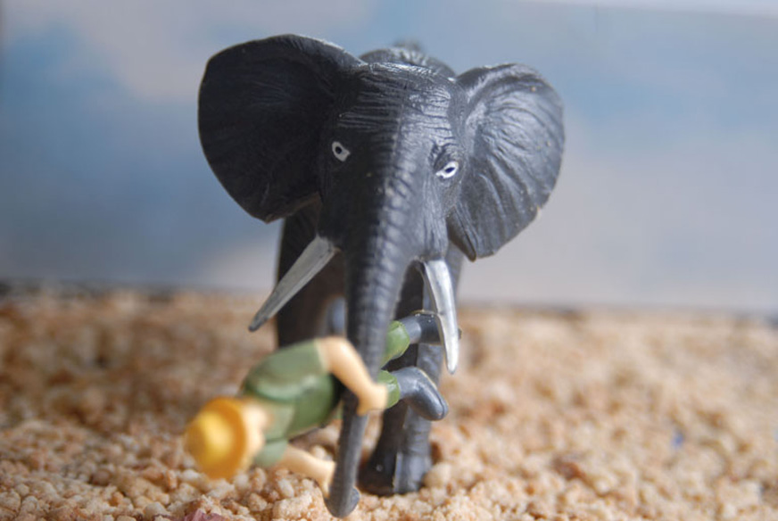 Photo élephant série Little World Sandrine Léon