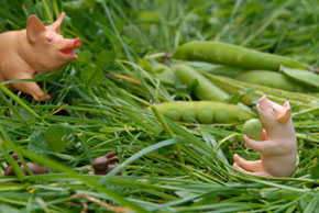 Vignette léguminaux cochons série Little World Sandrine Léon