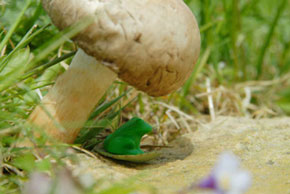 Vignette léguminaux grenouille série Little World Sandrine Léon