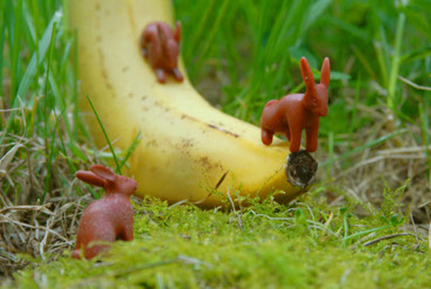 Photo léguminaux lapins série Little World Sandrine Léon