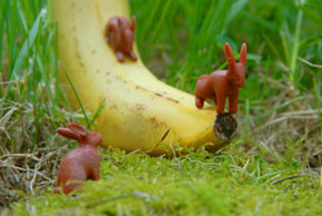 Vignette léguminaux lapins série Little World Sandrine Léon