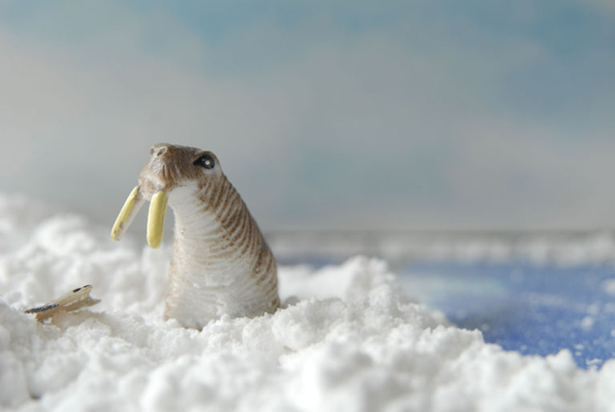 Photo morse série Little World Sandrine Léon