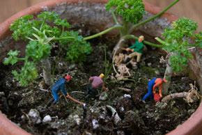 Vignette persil série Little World Sandrine Léon