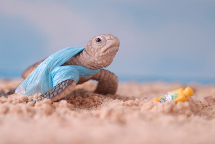 Vignette tortue série Little World Sandrine Léon